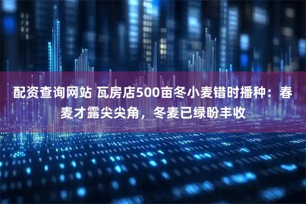 配资查询网站 瓦房店500亩冬小麦错时播种：春麦才露尖尖角，冬麦已绿盼丰收